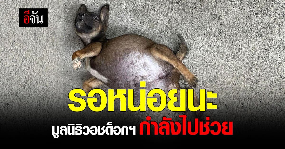 สาวโพสต์รูป หมาท้องโต ผิดปกติ มูลนิธิวอชด็อกไทยแลนด์ ไปช่วยแล้ว