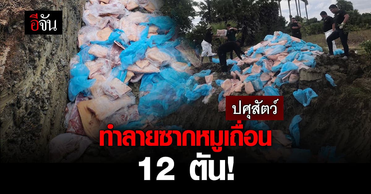 กรมปศุสัตว์ ทำลายซากหมูเถื่อน 12 ตัน