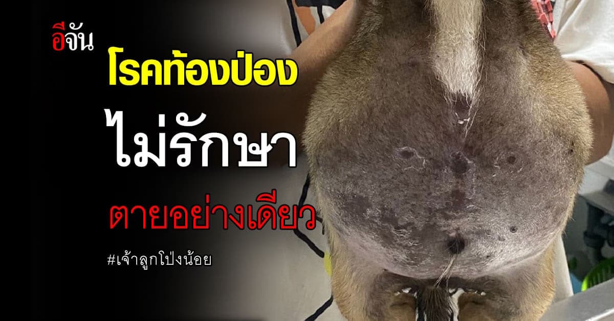 หมาป่วยท้องโต มูลนิธิวอชด็อกไทยแลนด์ รับมาดูแลแล้ว