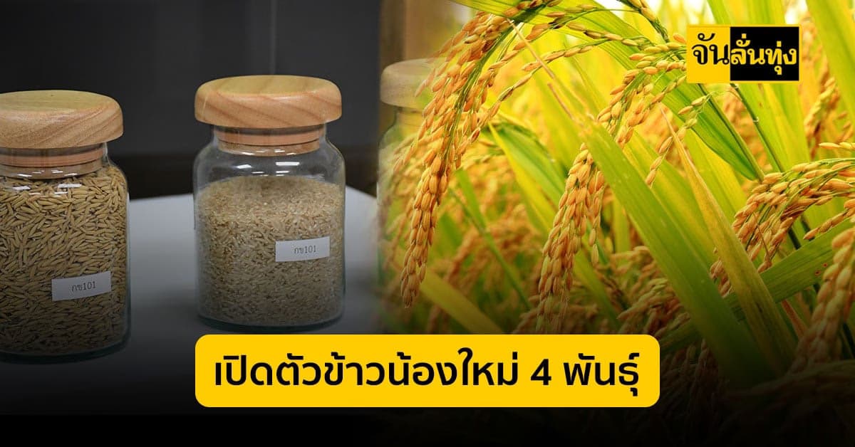 กรมการข้าว เปิดตัวข้าวน้องใหม่ 4 พันธุ์