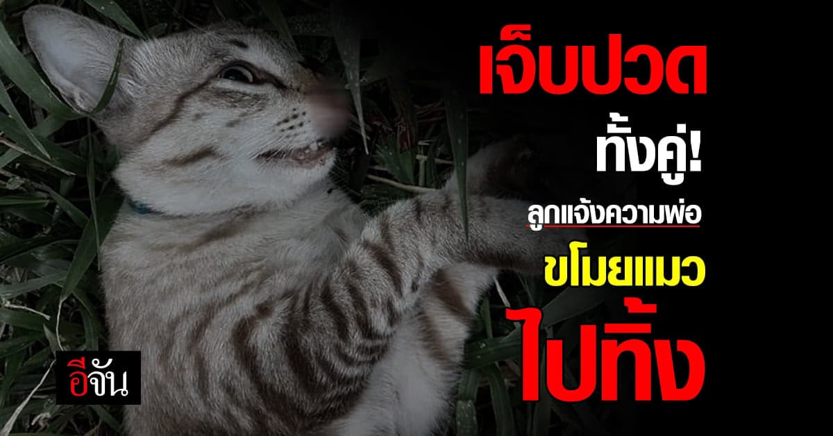 ลูกเอาจริง! แจ้งความพ่อขโมยแมวไปทิ้ง