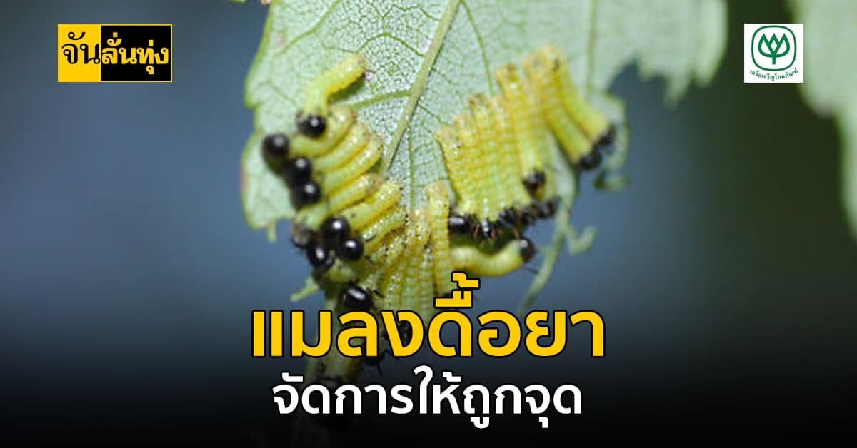 หมดปัญหา “แมลงดื้อยา” ศึกษาไวแมลงหายหมด
