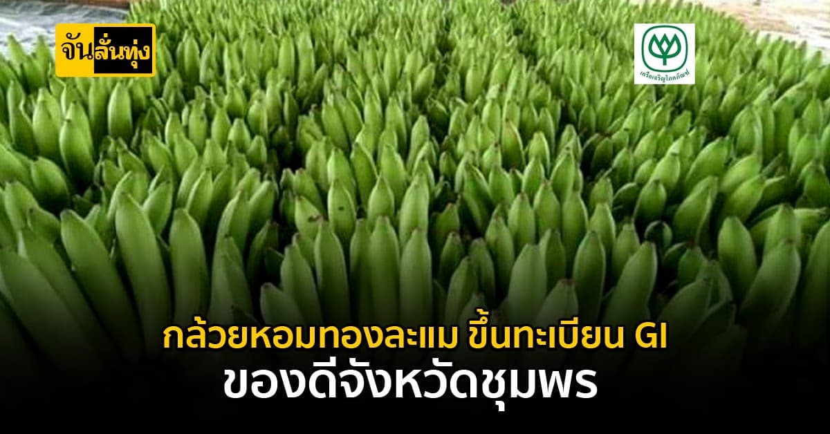 ขึ้นทะเบียน กล้วยหอมทองละแม ขึ้นเป็น GI สร้างเงินกว่า 6 ล้านบาทต่อปี
