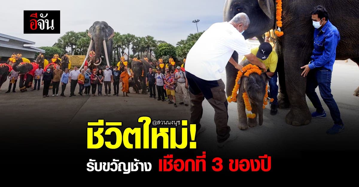 สวนนงนุชพัทยา รับขวัญ ช้างเชือกที่ 3 ของปี พร้อมโปร 1 ฟรี 1 ตลอด ต.ค.