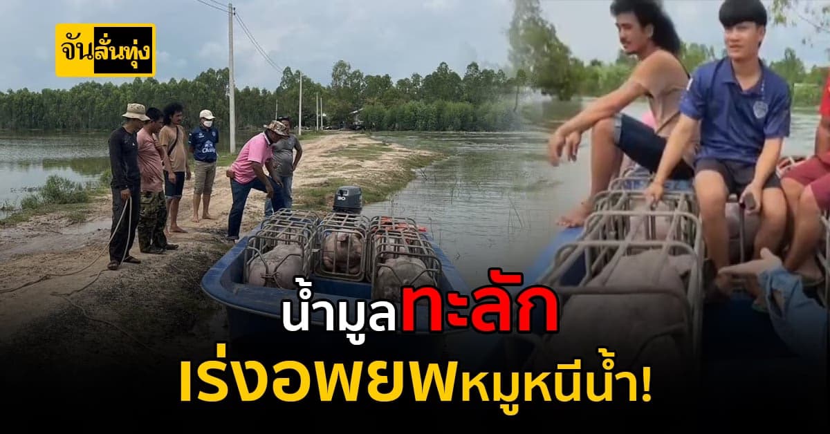 บุรีรัมย์ น้ำมูลเอ่อท่วม 13 หมู่บ้าน เร่งอพยพหมูหนีน้ำ