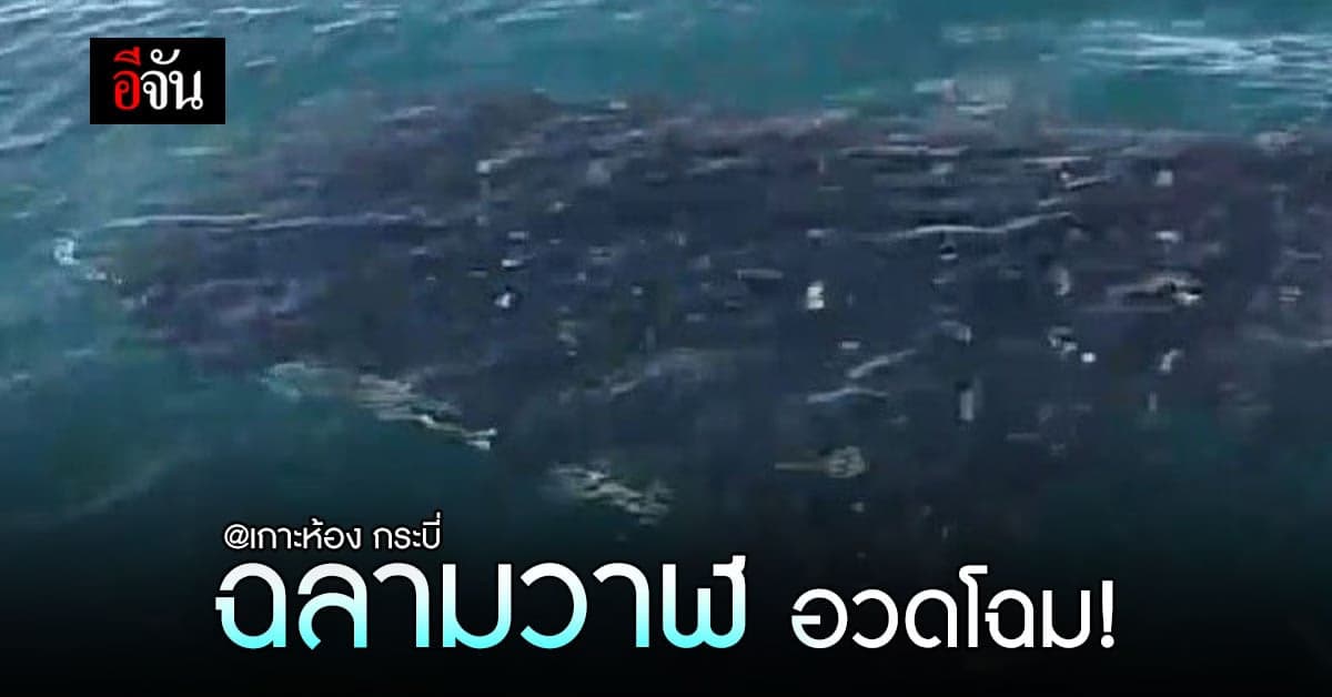 ว้าววว ฉลามวาฬ อวดโฉม! ที่เกาะห้อง อุทยานธารโบกขรณี