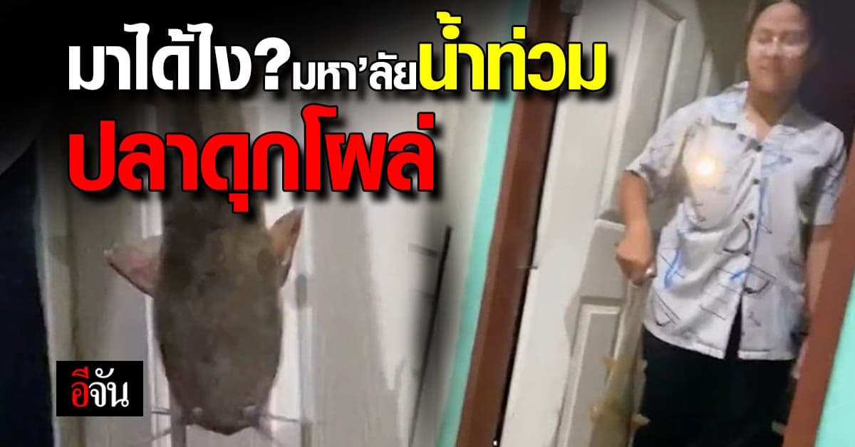 พลิกวิกฤตน้ำท่วม นศ.สาว จับปลา ตัวเบิ้มมา ผัดเผ็ด