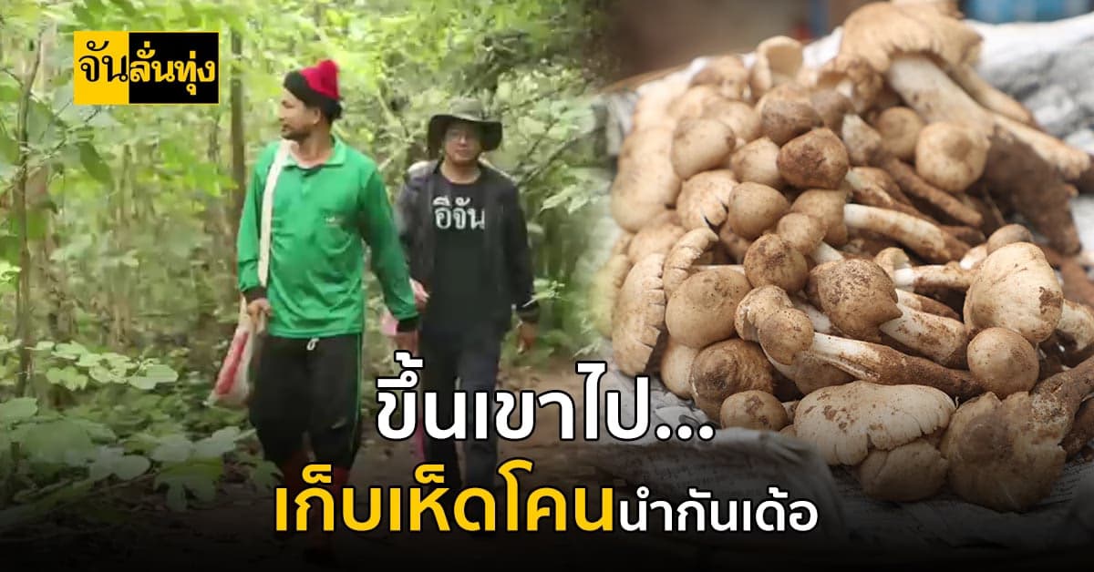 จันลั่นทุ่ง ขึ้นเขาเก็บ เห็ดโคน ดอกใหญ่สะใจ คุ้มการรอคอย!