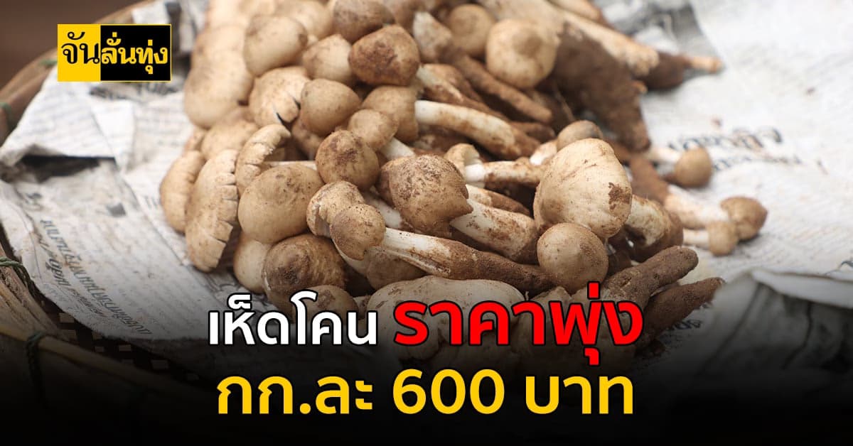 เห็ดโคน ราคาพุ่งสุด! ล่าสุด ตกกิโลกรัมละ 600 บาท