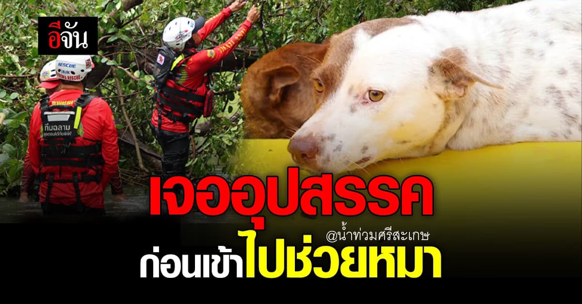 ต้นไม้ใหญ่ อุปสรรคสำคัญ ต้องจัดการก่อนช่วยหมา