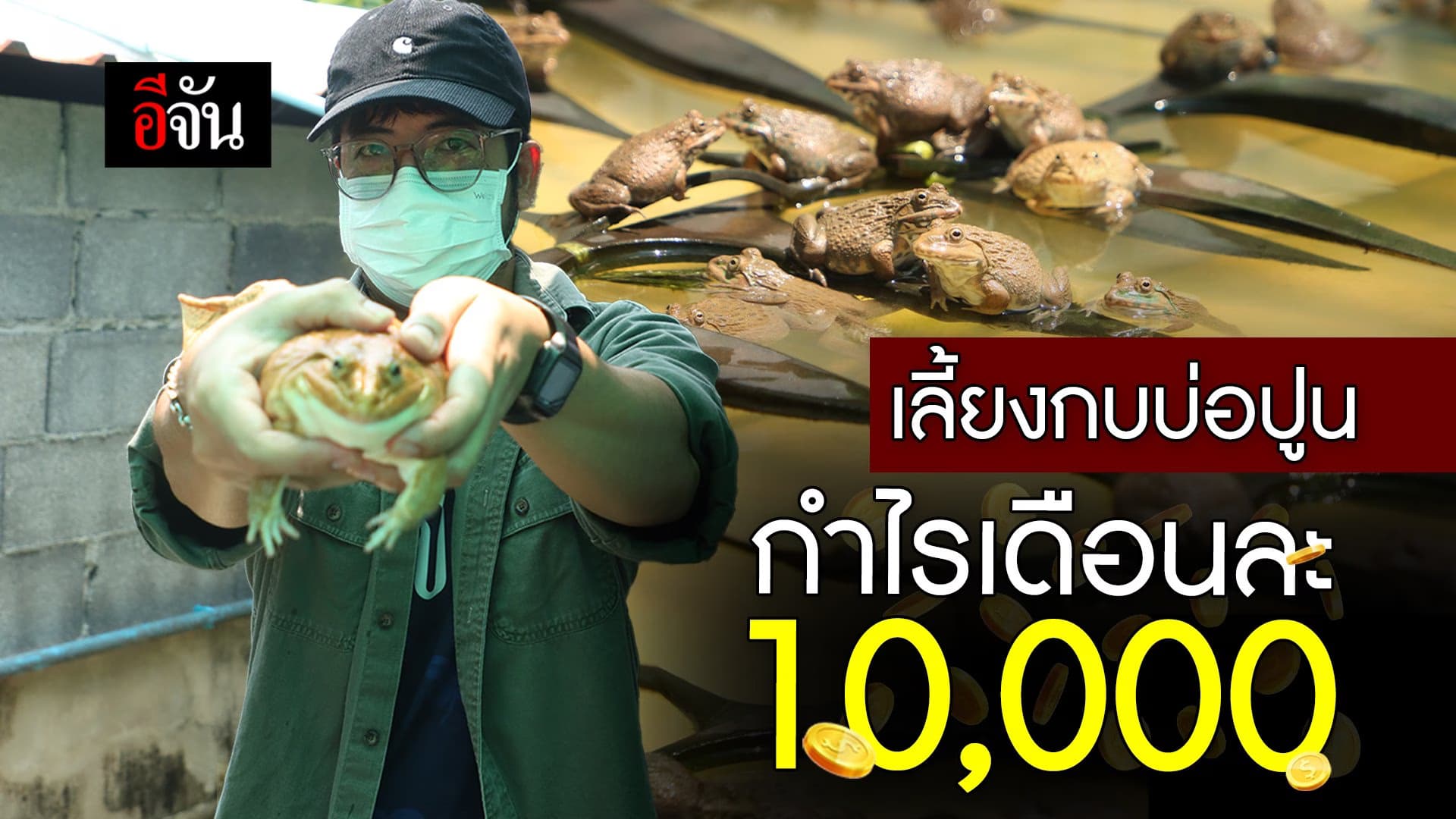 🎬 เลี้ยงกบบ่อปูน กำไรเดือนละ 10,000