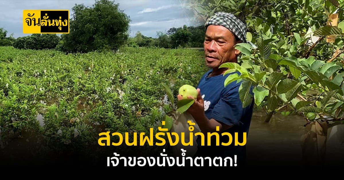 เจ้าของสวนนั่งน้ำตาตก น้ำท่วมสวนฝรั่งพังเสียหาย