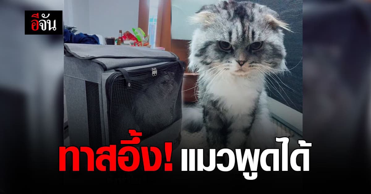 ทาสแมว อึ้ง แมวพูดได้ บ่นไม่อยากไป หลังจับอาบน้ำ