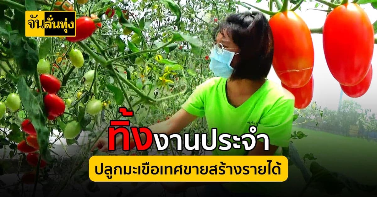 ทิ้งงานประจำ มาทำเกษตร ปลูกมะเขือเทศผลสด สร้างรายได้