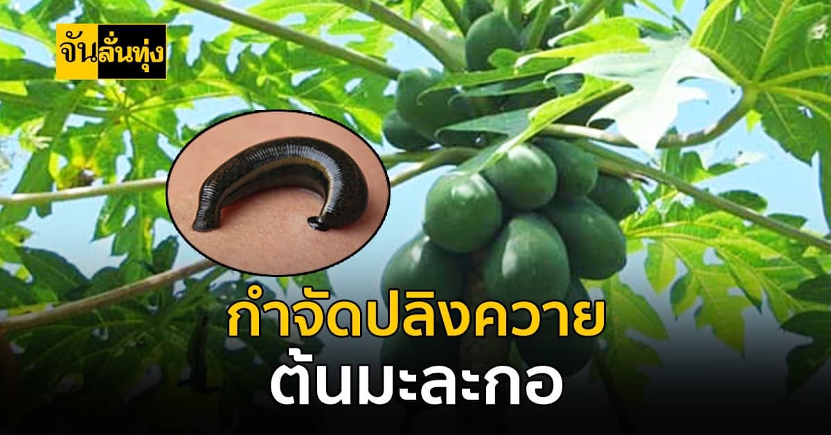 จัดการปลิงควายด้วยภูมิปัญาพื้นบ้าน ไม่ต้องเสียเงิน