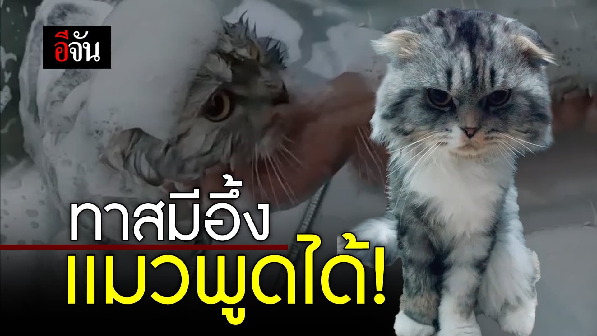 🎬 ทาสมีอึ้ง เเมวพูดได้!