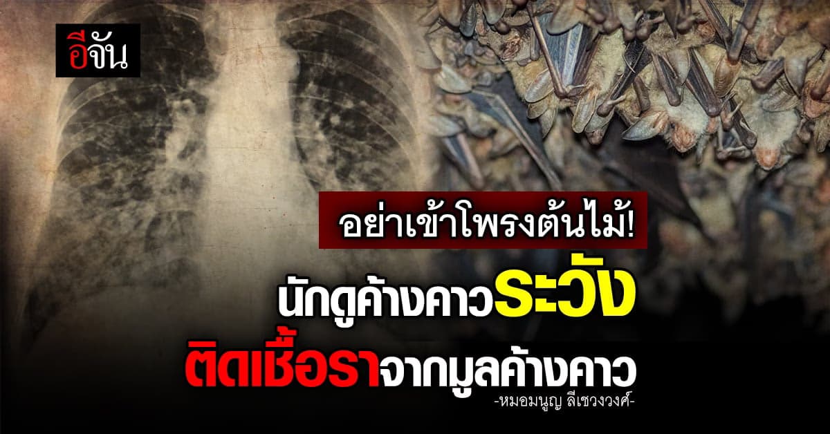 นักท่องเที่ยวดูค้างคาว ระวัง ติดเชื้อราจากมูลค้างคาว