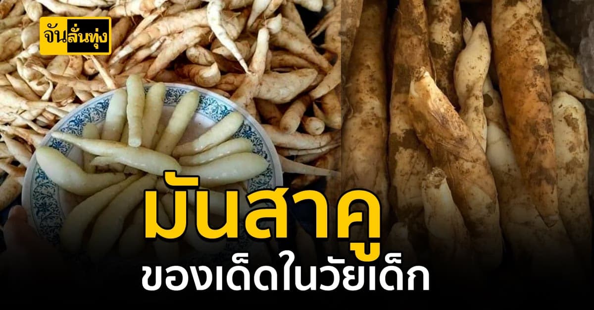 หากินยาก! มันสาคู ของอร่อย ย้อนรอยในวัยเด็ก