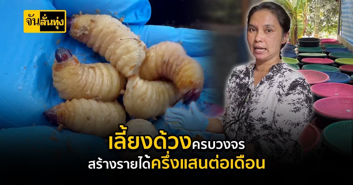 เกษตรกร ใช้เวลาว่าง เลี้ยงด้วงสาคู ลงทุนน้อยแต่สร้างรายได้คุ้ม!