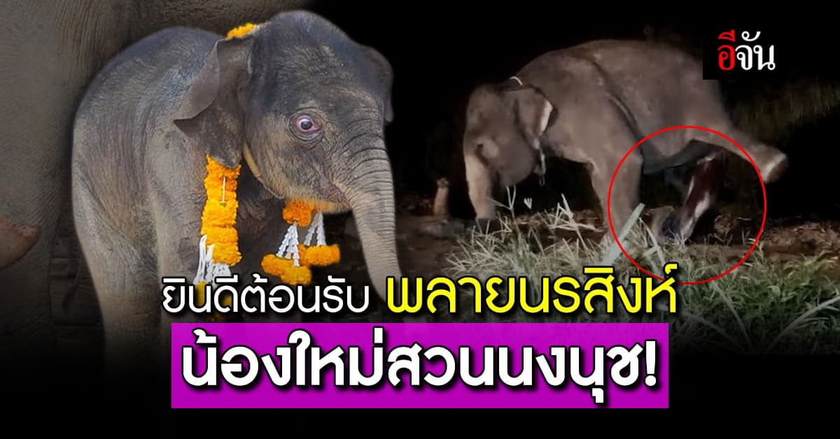 ยินดีต้อนรับ พลายนรสิงห์ น้องใหม่สวนนงนุช!