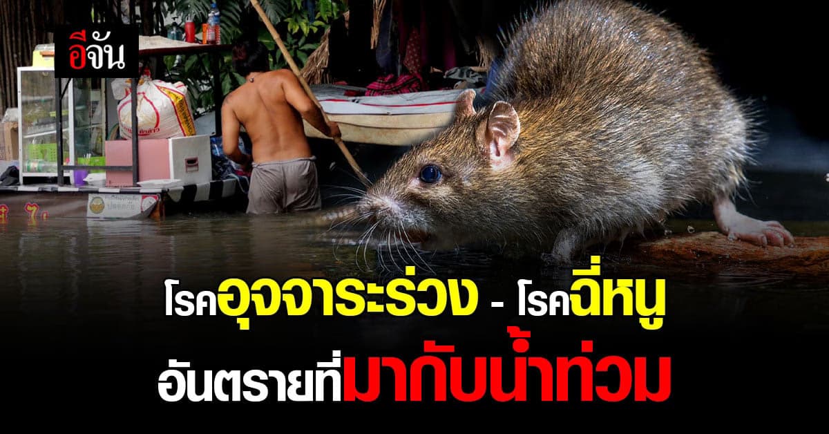 เตือน! โรคอุจจาระร่วง–โรคฉี่หนู ภัยที่มากับน้ำท่วม