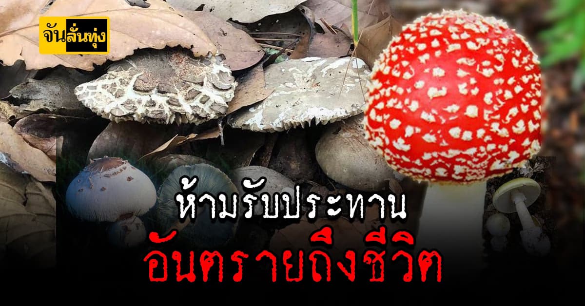 เตือยภัย!!! เห็ดป่า 5 ชนิดอันตรายถึงตาย