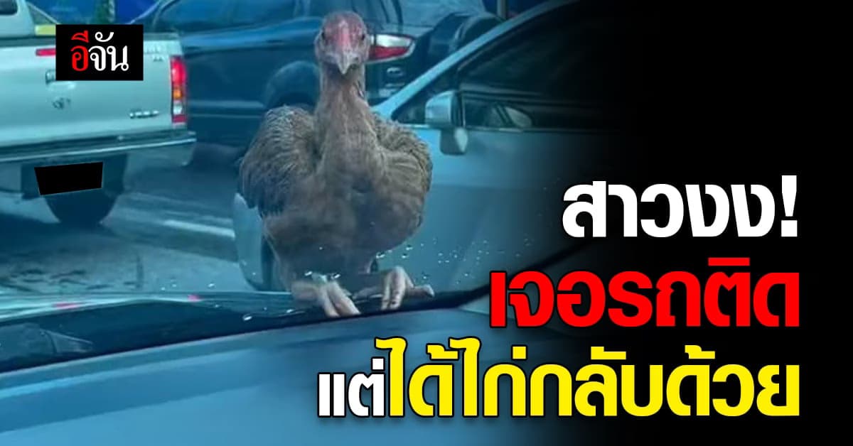 สาวงง รถติดเป็นเหตุ จู่ๆ ได้ไก่ตัวเป็นๆ กลับบ้านมาด้วย