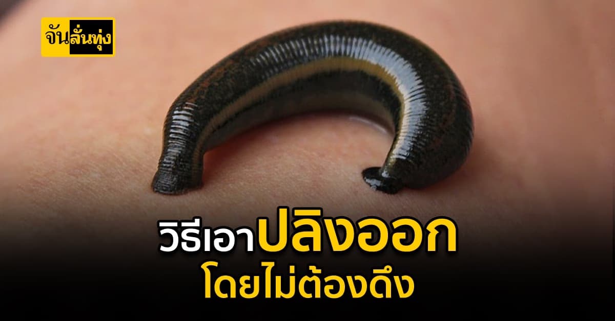 ปลิงเกาะห้ามดึง