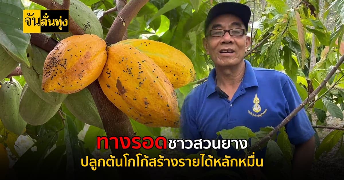 ทางรอด ชาวสวนยาง ปลูกต้นโกโก้ สร้างรายได้หลักหมื่น!