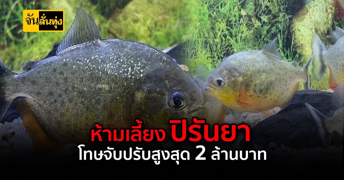 ปรับจริงจับจริง! ประมงเตือน ห้ามเลี้ยง ครอบครอง ปิรันยา