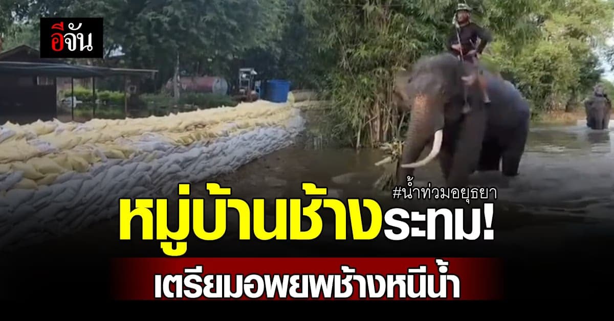 น้ำท่วมอยุธยา เดือดร้อนทั้งคนทั้งช้าง!