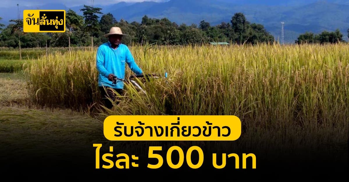 สองสามีภรรยา สู้ชีวิต! รับจ้างเกี่ยวข้าว ไร่ละ 500 บาท