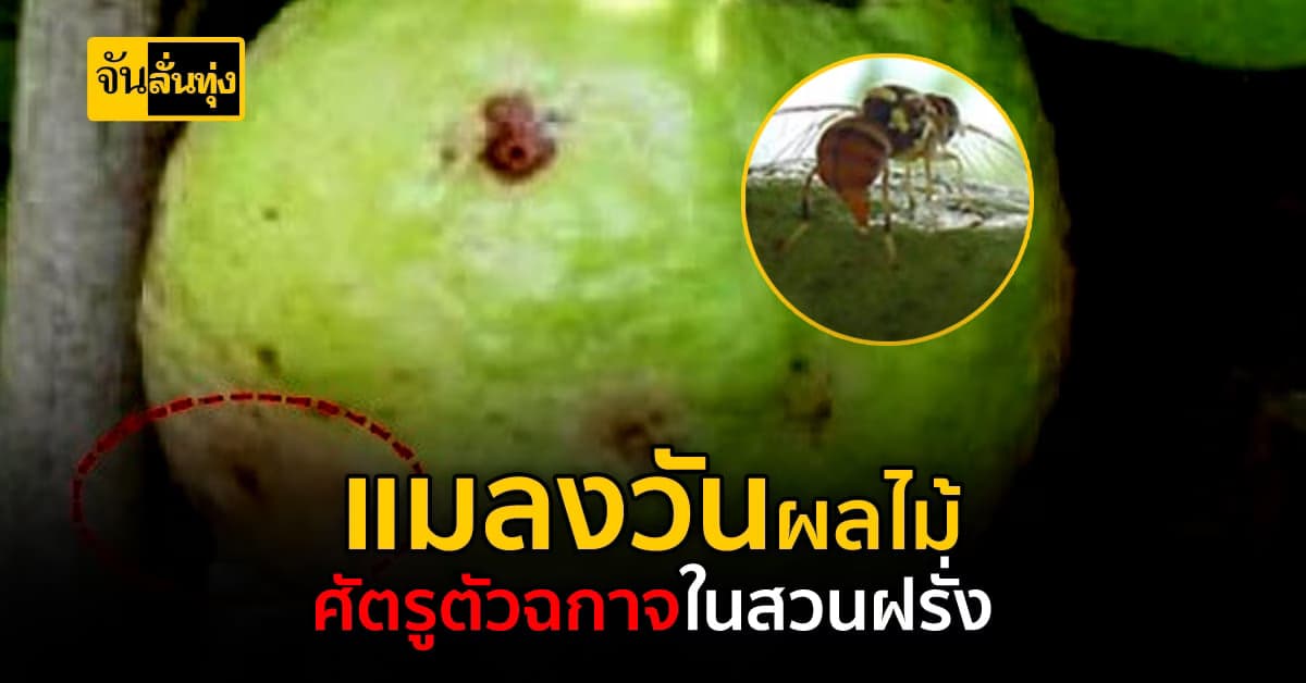 เกษตรกร ระวัง! แมลงวันผลไม้ บุกสวนฝรั่ง