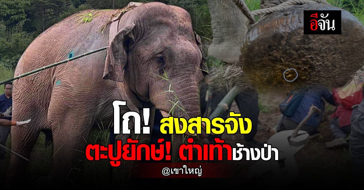 โอ้ย! เจ็บแทน ช้างป่าถูกตะปูยักษ์ตำเท้า จนท.ช่วยปลอดภัยแล้ว