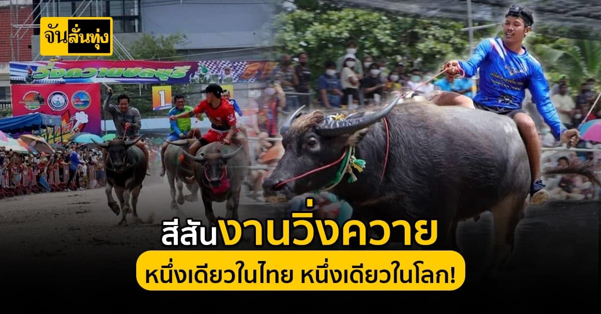 กลับมาอย่างยิ่งใหญ่! งานประเพณี วิ่งควาย กระตุ้นเศรษฐกิจ