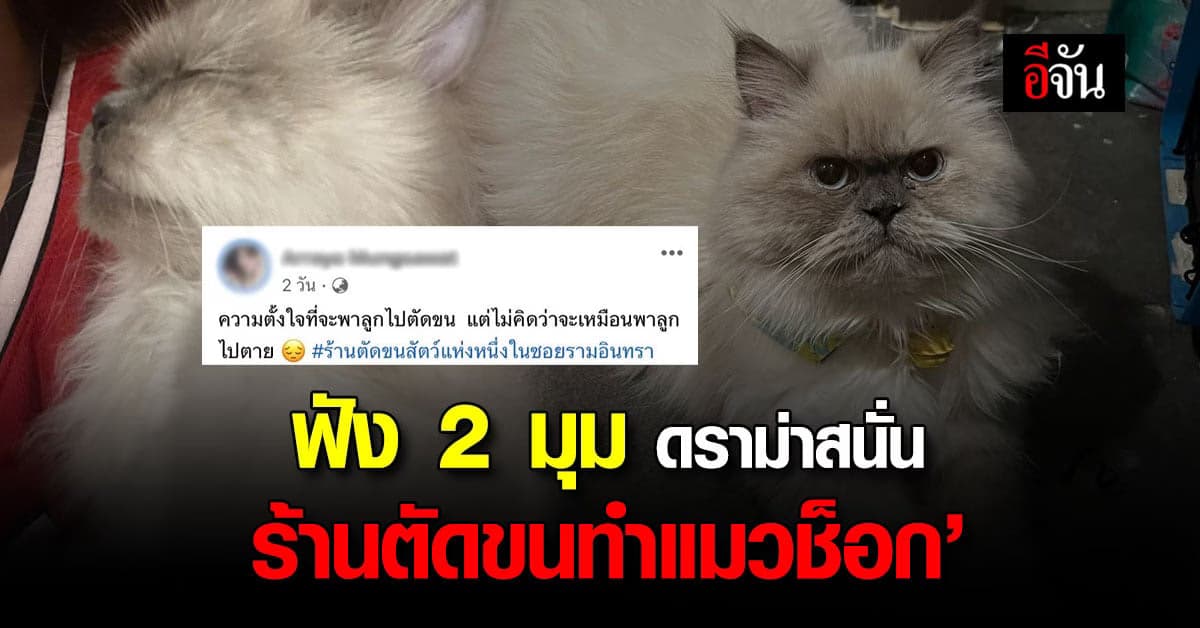 ดราม่า ร้านตัดขนทำแมวช็อก หลังเจ้าของแมวโวย ร้านไม่รับผิดชอบ