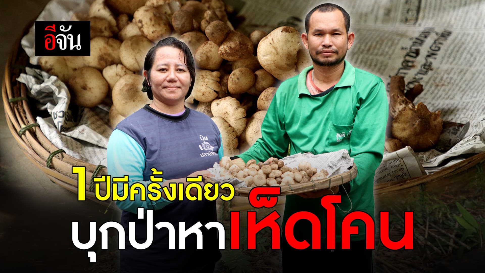 🎬 1 ปีมีครั้งเดียว บุกป่าหาเห็ดโคน