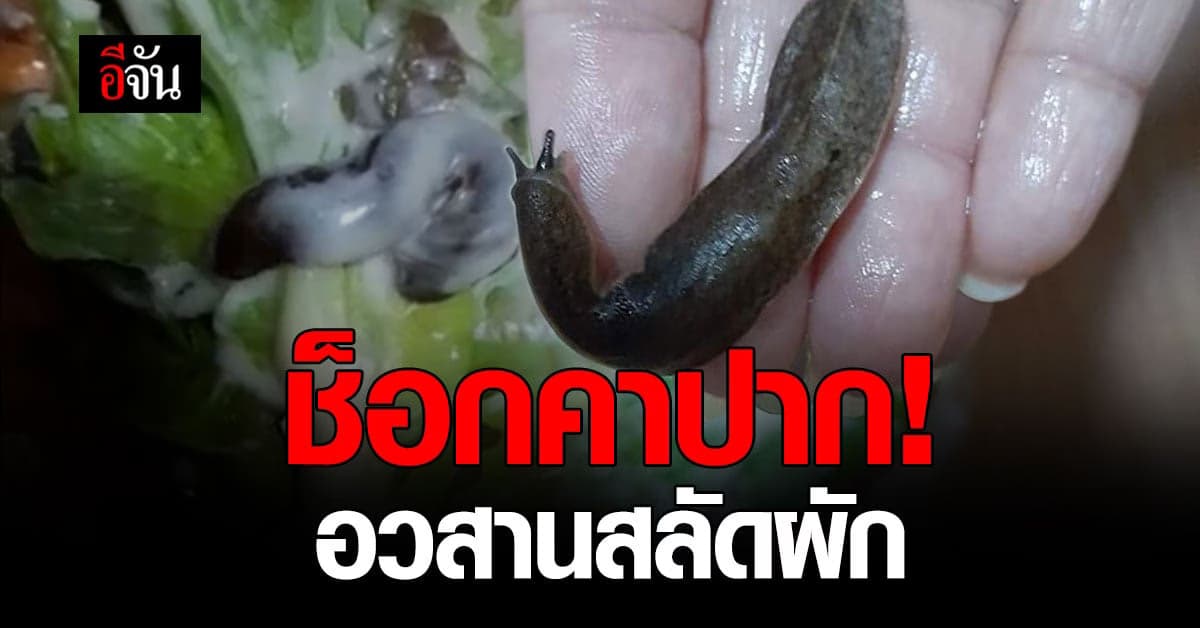 ช็อก! ลูกค้าซื้อสลัดผักมากินจนเกือบหมดจาน เจอทากในผัก แทบอ้วก