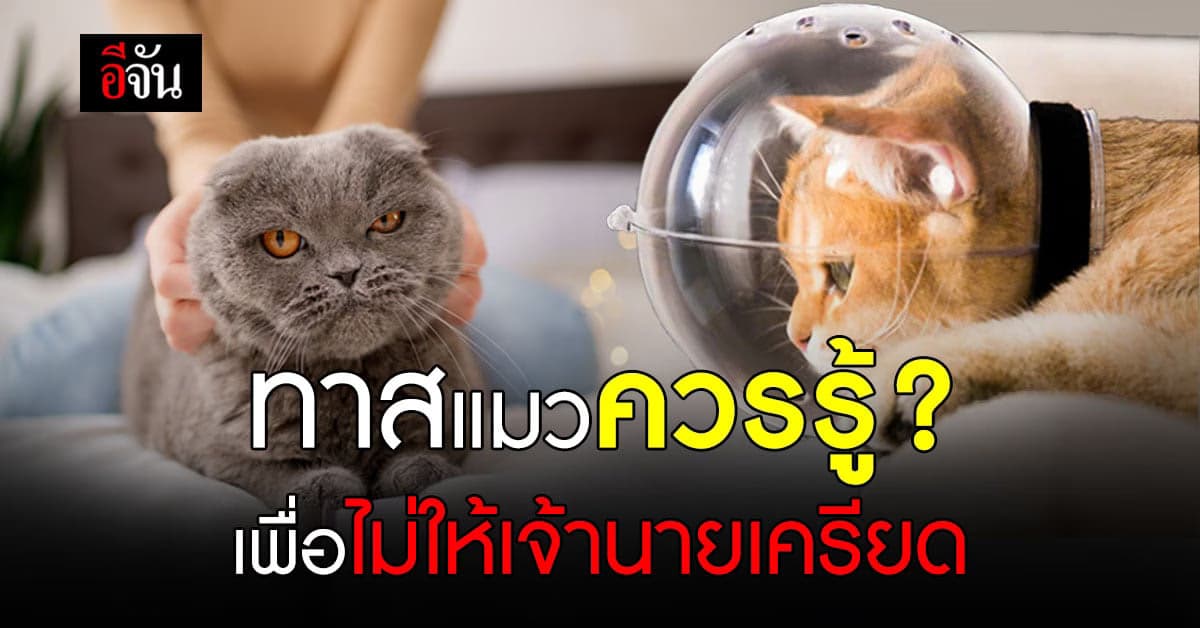 คิดจะเป็น ทาสแมว ควรรู้ ? ดูแลไม่ให้ เจ้าเหมียว เกิด ความเครียด