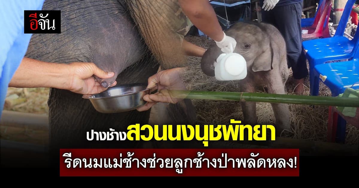 ปางช้างสวนนงนุชพัทยา รีดนมแม่ช้างช่วยลูกช้างป่าพลัดหลง!