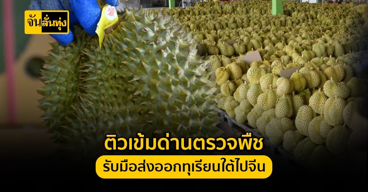 กวก. ติวเข้มนายด่านตรวจพืช พร้อมรับมือ ส่งออกทุเรียนใต้ไปจีน