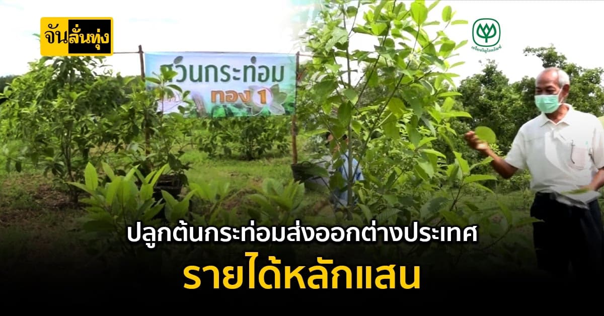 ปลูกต้นกระท่อม ส่งออกต่างประเทศ ได้เดือนเป็นแสน!