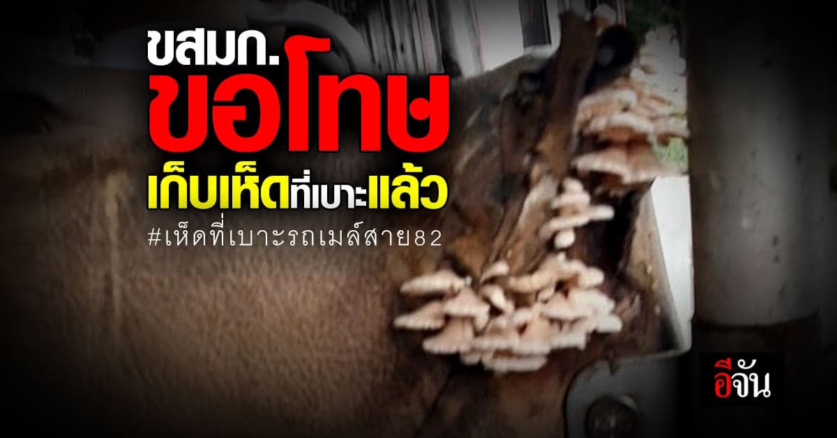 ขสมก.ขอโทษเบาะรถเมล์สาย 82 มีเห็ด ล่าสุดเก็บเห็ดแล้ว