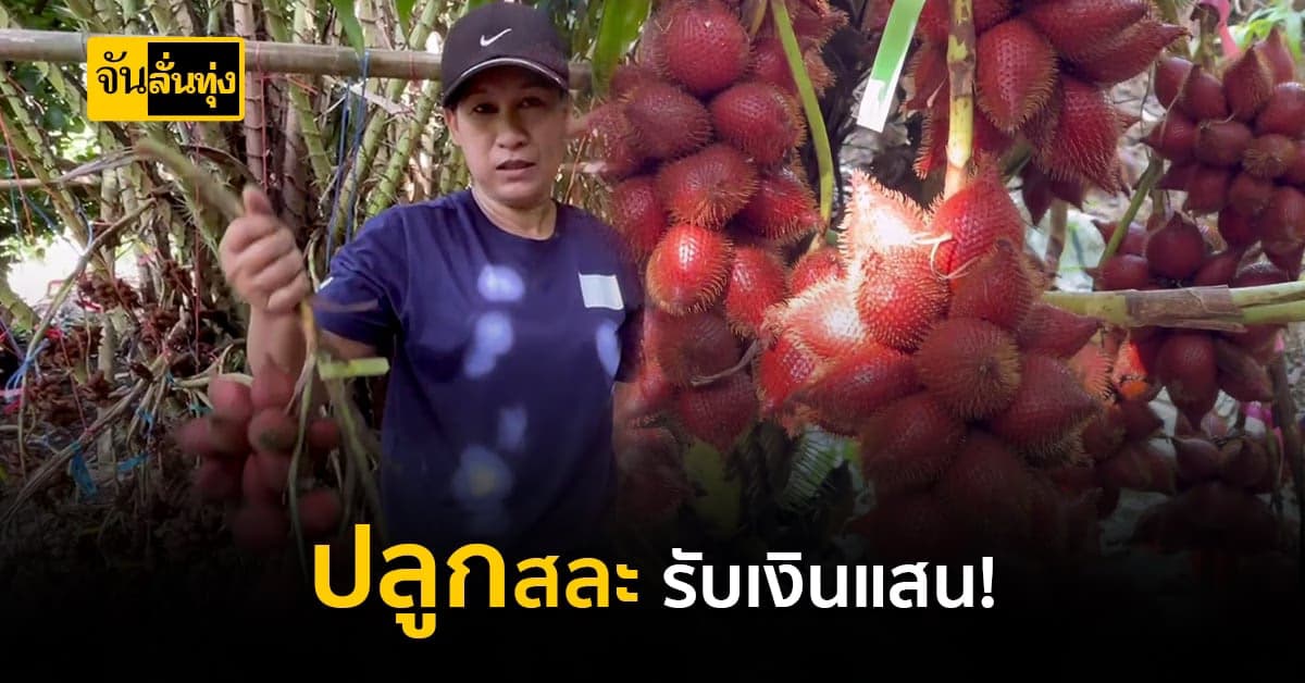 เกษตรกร เมินยางพาราที่ราคาตกต่ำ หันปลูกสละ รายได้หลักแสนต่อปี!