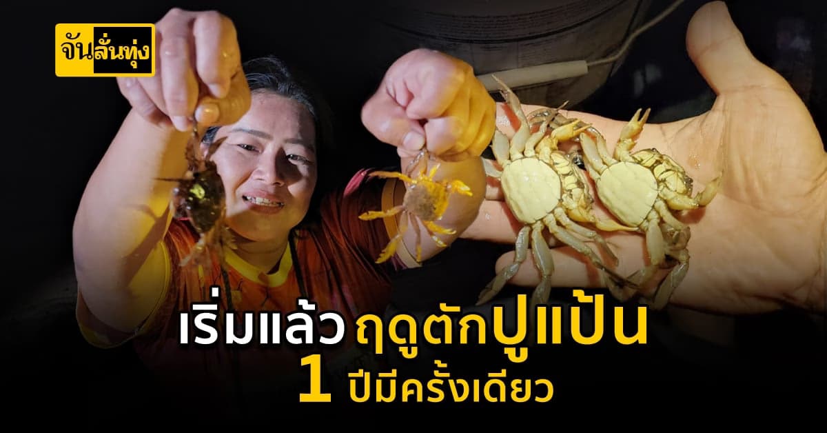 ตราด ชาวบ้านเฮ! แห่จับปูแป้นขาย สร้างรายได้