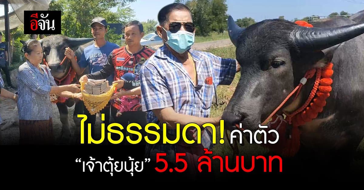 หนุ่มหอบเงิน 5.5 ล้านบาท สู่ขอ “เจ้าตุ้ยนุ้ย” ควายสวยงาม