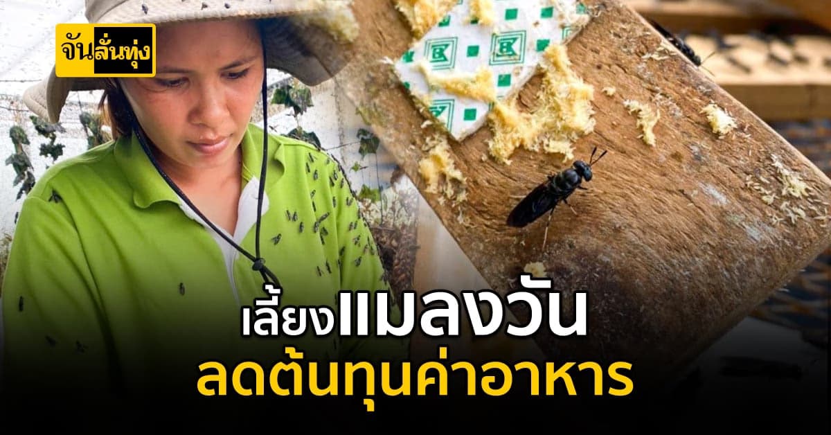 เลี้ยงแมลงวันลายเสือ แปรรูปเป็นอาหารสัตว์ ช่วยลดต้นทุน