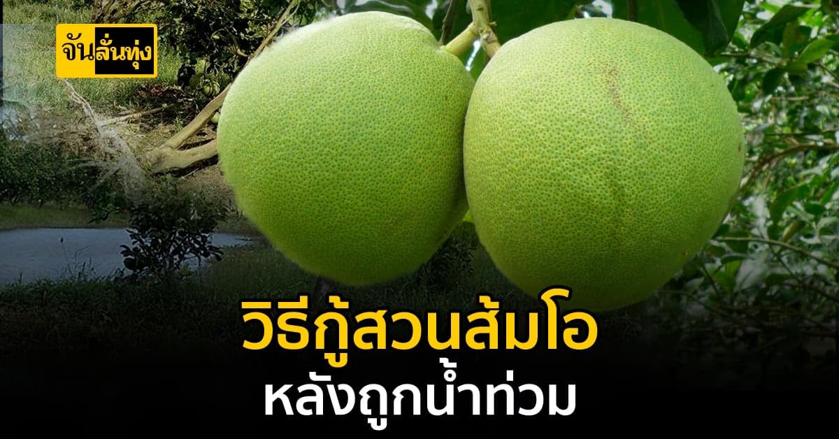 แนะนำวิธีกู้ต้นส้มโอหลังน้ำลด