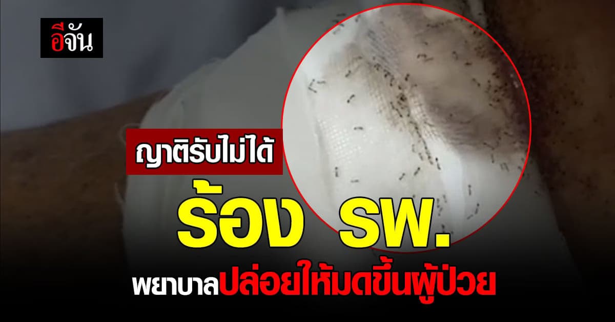 ญาติ รับไม่ได้ โรงพยาบาลปล่อยให้มดเป็นรังขึ้นผู้ป่วย