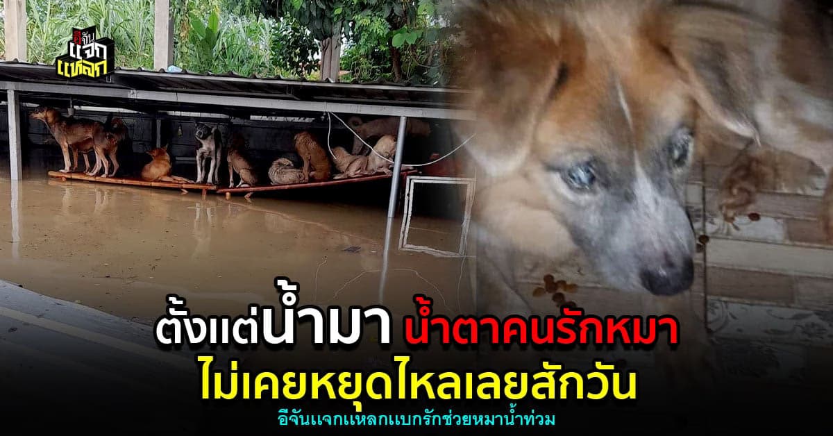 หมาจร 200 ชีวิต เกือบจมใต้น้ำ ใจคนรักหมาทนไม่ได้